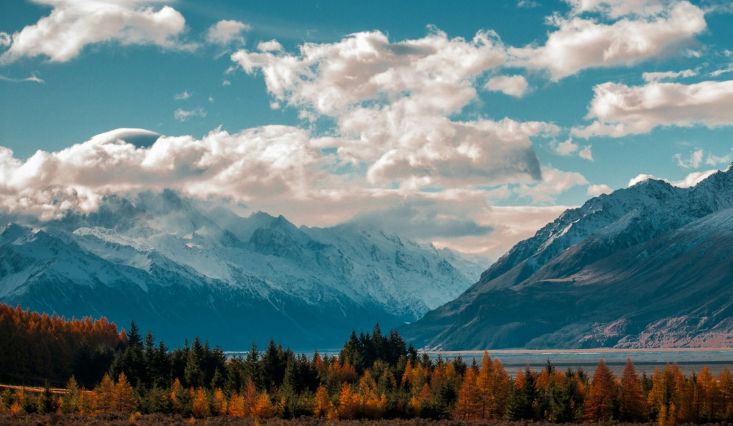 New Zealand Entity Setup